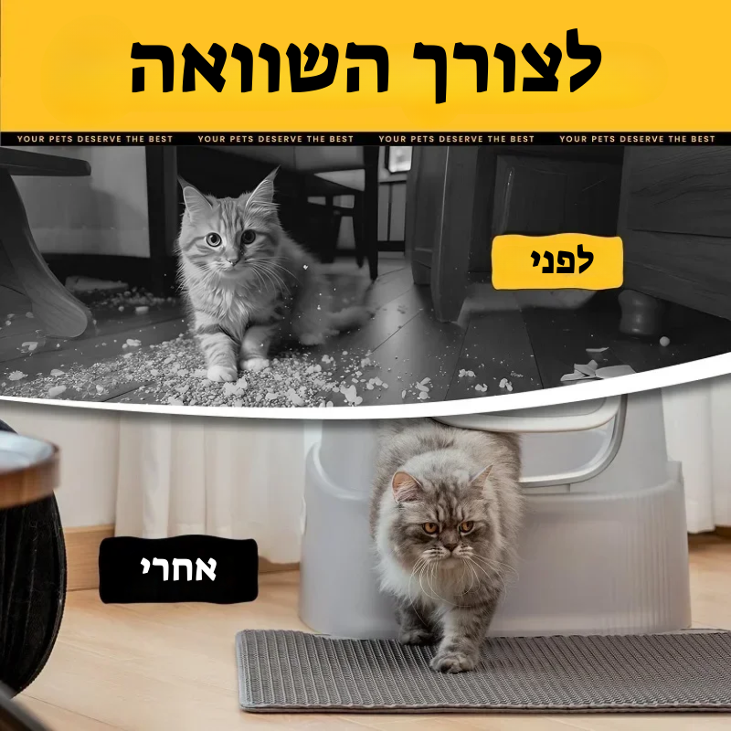 קיטי קלין