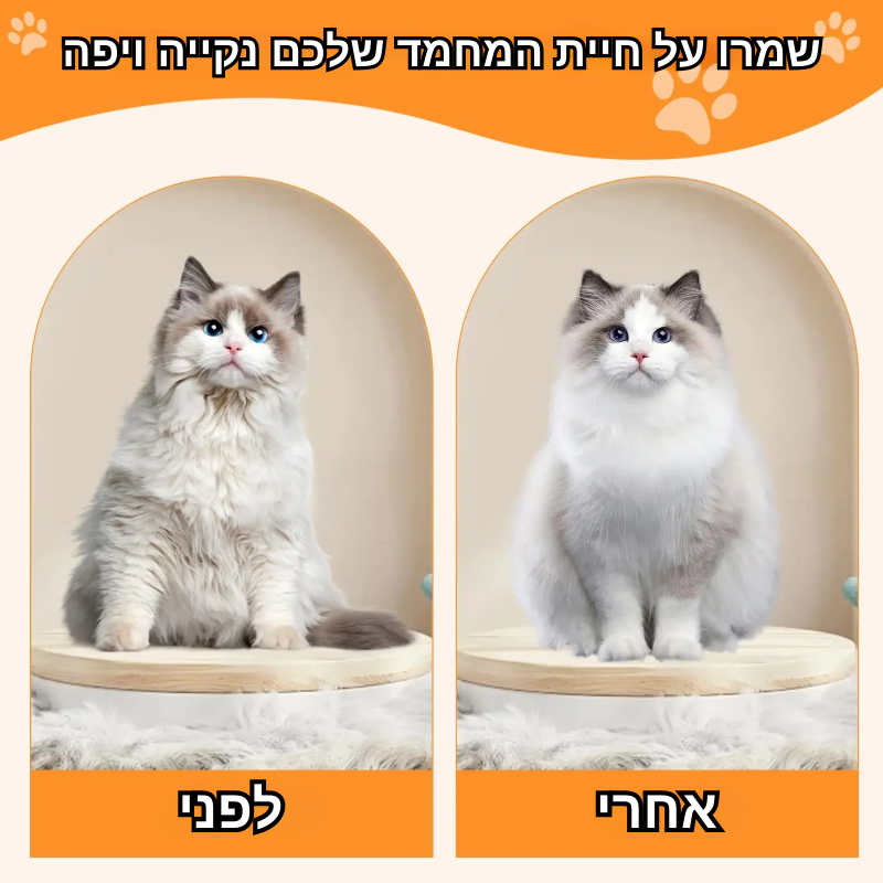 מברשת - קיטי פרש