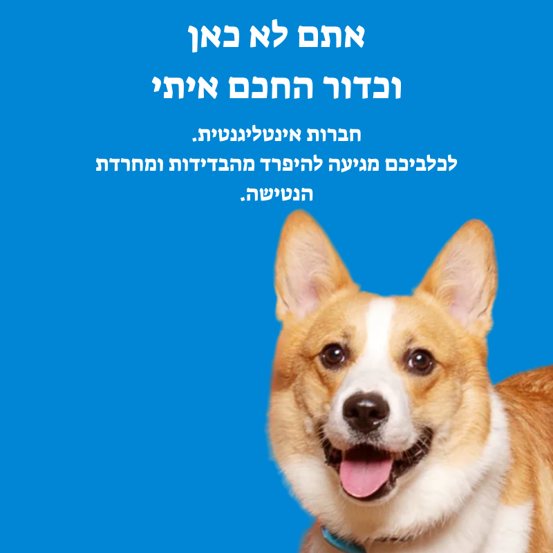 הכדור החכם: כיף מובטח לחבר הכי טוב שלך!