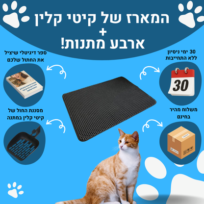 קיטי קלין