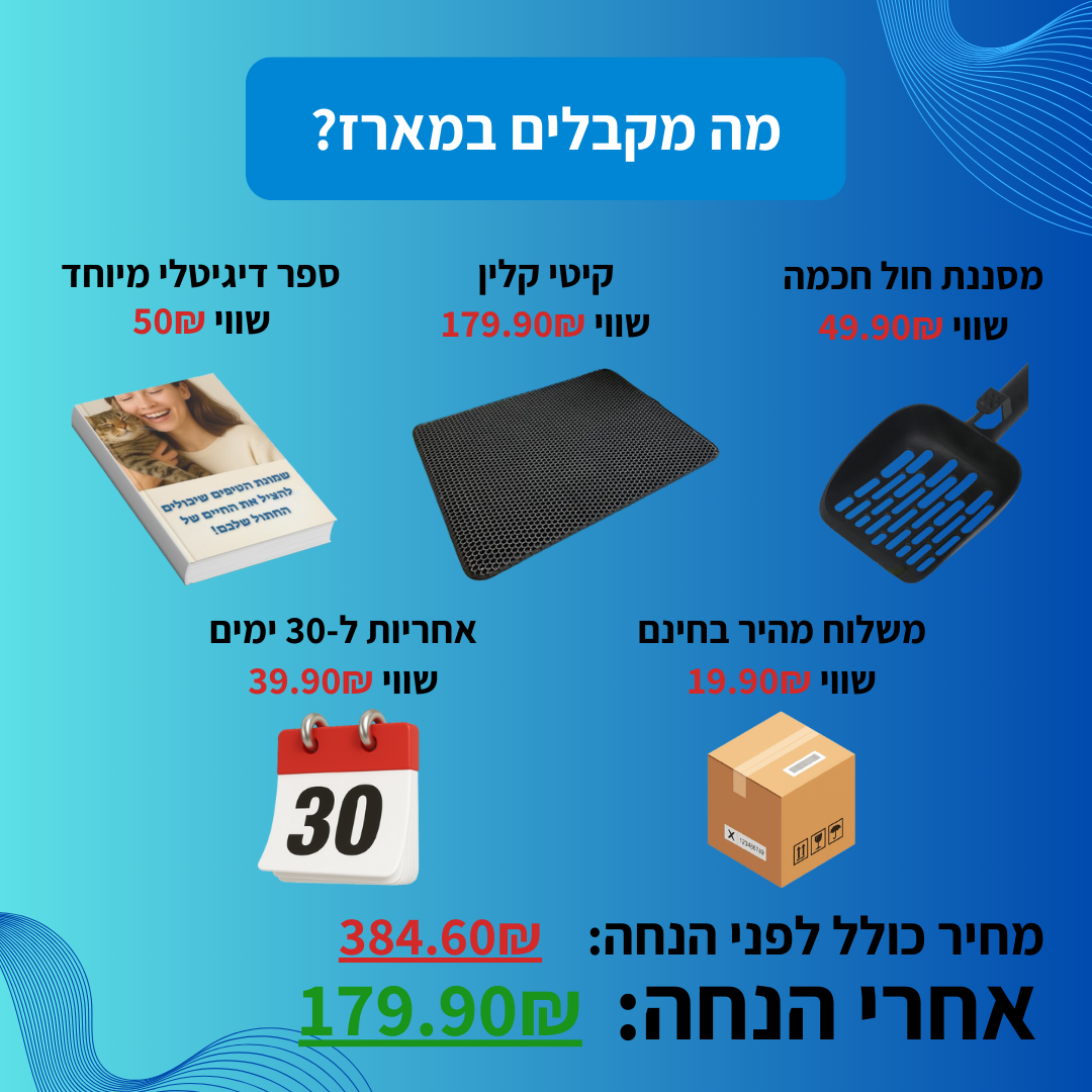 קיטי קלין